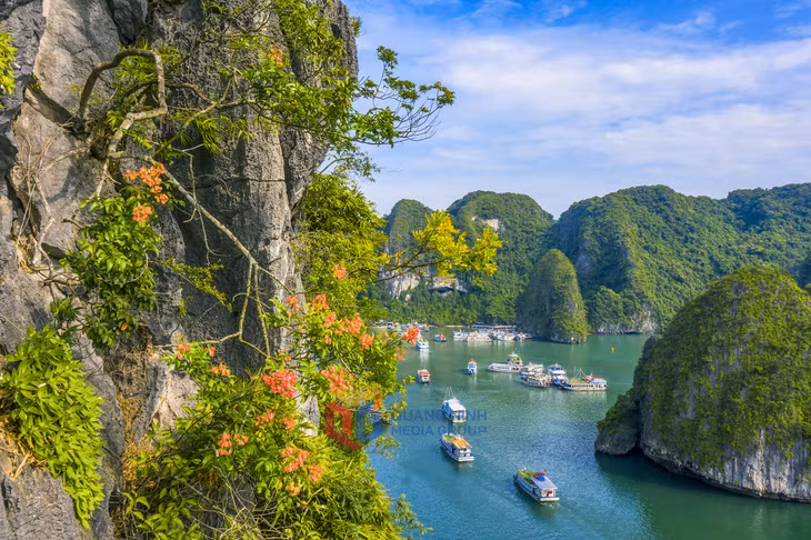 Những chùm hoa bông mộc tô điểm cho không gian vịnh yên bình. Ảnh: Đỗ Giang.