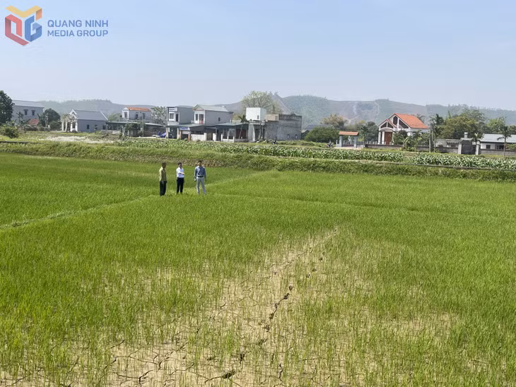 Tình trạng khô hạn bắt đầu xuất hiện tại nhiều ruộng lúa trên địa bàn xã Đại Bình, huyện Đầm Hà. (Ảnh chụp tháng 4/2025)