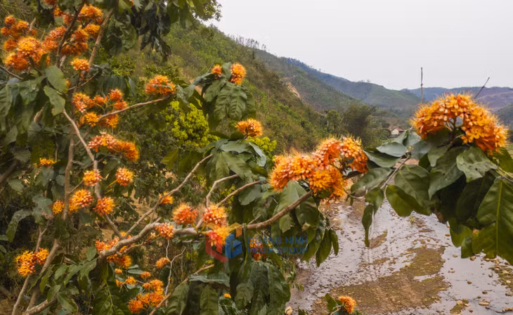 Hoa vô ưu bên suối khoe sắc