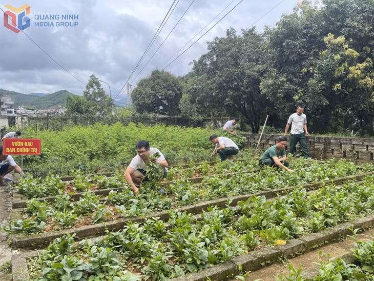 Vườn rau tăng gia xanh mướt tại doanh trại Ban CHQS huyện Ba Chẽ.