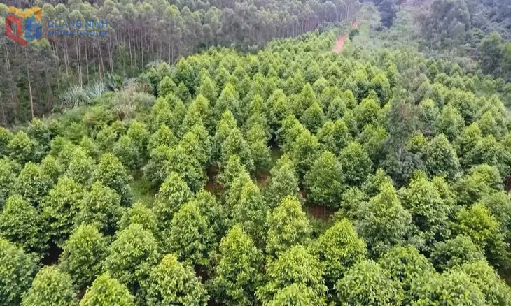 Tỷ lệ che phủ rừng Quảng Ninh đạt 45,5%, vượt mục tiêu đề ra cho năm 2025.