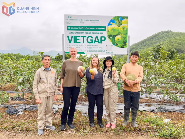 Các thành viên HTX Nông - Lâm - Ngư nghiệp Việt Hưng (TP Hạ Long) giới thiệu sản phẩm ổi lê đến du khách.