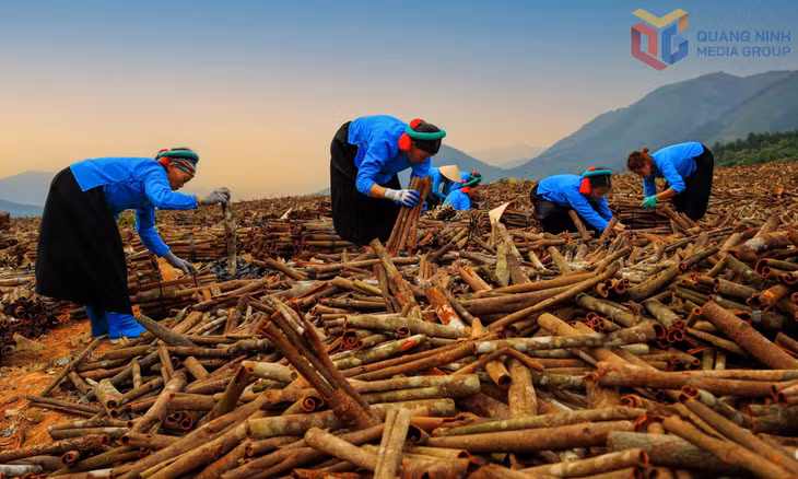 Mô hình trồng quế của chị em phụ nữ xã Đại Dực (huyện Tiên Yên). Ảnh: Trần Tâm.