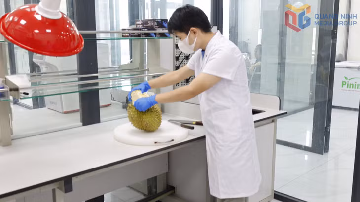 Lấy mẫu xét nghiệm hoa quả.