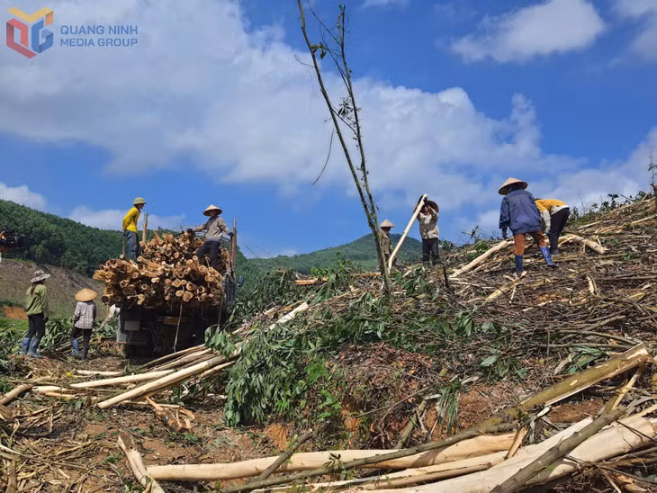 Người dân xã Thanh Sơn, huyện Ba Chẽ khai thác keo