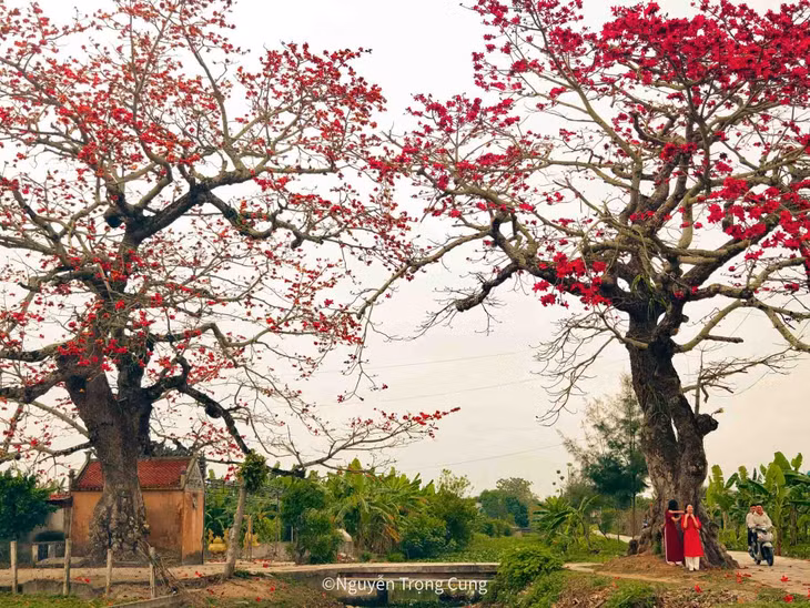 Mỗi hoa gạo thường có năm cánh, mọc thành chùm. Khi hoa nở dày và bắt đầu rụng, cánh hoa phủ thành lớp đỏ ngay giữa sân đình hay bờ ao làng. Ảnh: Nguyễn Trọng Cung