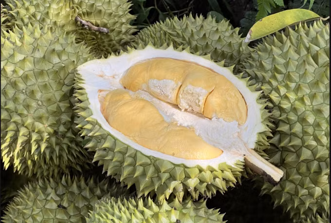 Sầu riêng được thu hoạch tại nhà vườn Cần Thơ. Ảnh: Mạnh Khương