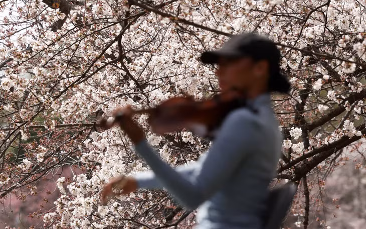 Một nghệ sĩ vĩ cầm chơi đàn giữa những bông hoa anh đào đoạn dọc theo Tidal Basin ở Washington ngày 25/3, thu hút sự chú ý của nhiều du khách. Ảnh: Kevin Lamarque/Reuters.