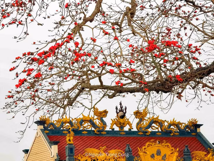 “Mỗi mùa hoa gạo nở là một cơ hội để ghi lại vẻ đẹp mộc mạc của quê hương và chia sẻ với mọi người những khung cảnh thân quen, yên bình của làng quê Thái Bình”, anh Cung chia sẻ. Ảnh: Nguyễn Trọng Cung