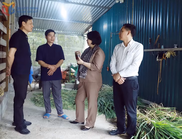 Bà Cao Thị Thu Vân, Chủ tịch Liên minh HTX Việt Nam, khảo sát đánh giá mô hình phát triển kinh tế tập thể, HTX tại huyện Bình Liêu, tháng 4/2025.