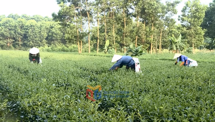 Người trồng chè xã Quảng Long, huyện Hải Hà thu hái chè bằng tay đảm bảo búp chè 