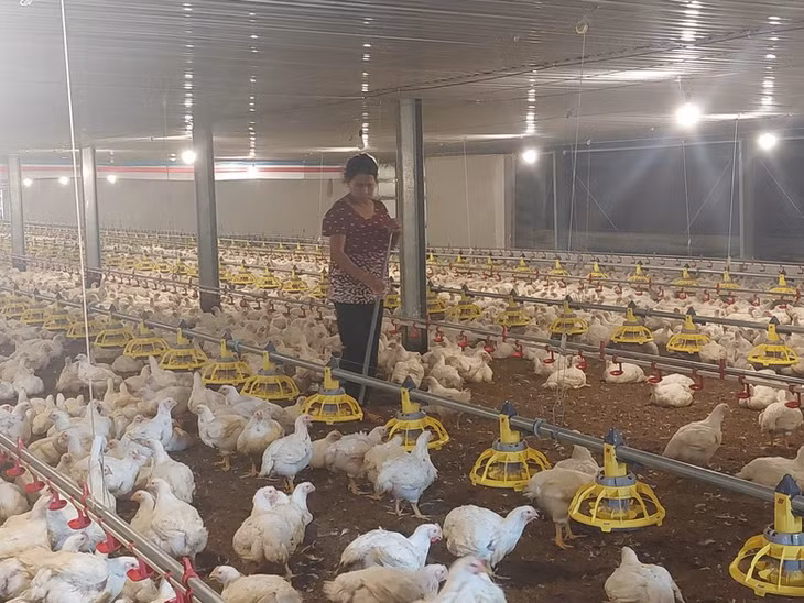 Quý I/2025 thịt gia cầm tăng 4,7% so với cùng kỳ năm ngoái