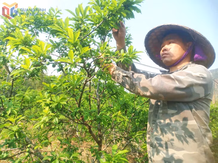 Anh Hoàng Sằn chăm sóc vườn mận.