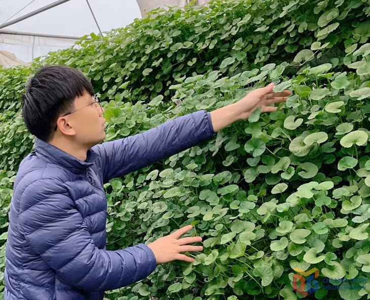Mô hình trồng rau má thủy canh của anh Cao Văn Hùng hướng đến cung cấp những sản phẩm sạch, an toàn cho người tiêu dùng.