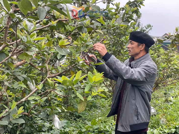 Mô hình trồng ổi của ông Ân Văn Kim (xã Sơn Dương, TP Hạ Long).