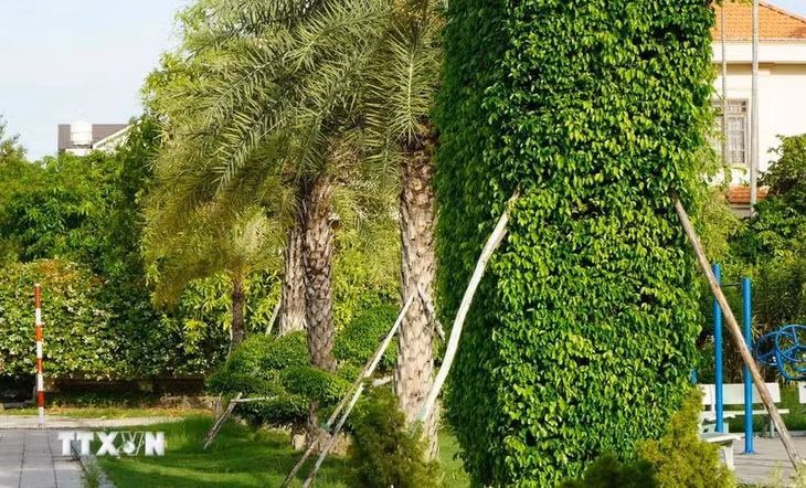 Công ty TNHH cây xanh Công Minh đã trúng thầu nhiều dự án trồng, chăm sóc cây xanh, chỉnh trang đô thị tại các địa phương trong tỉnh Đồng Tháp với tổng trị giá hơn 60 tỷ đồng. (Ảnh: Nhựt An/TTXVN)