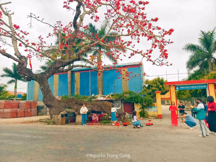 Tại xã Thái Thịnh (huyện Thái Thụy), cây gạo với dáng cong đặc biệt – được người dân gọi là “cây gạo gù” – đã trở thành điểm dừng chân quen thuộc của nhiều du khách. Ảnh: Nguyễn Trọng Cung
