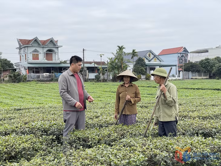 Lãnh đạo HND xã Quảng Long (huyện Hải Hà) trao đổi với nông dân về áp dụng quy trình chăm sóc VietGAP trong trồng chè.