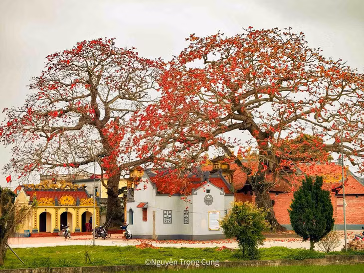 Một trong những địa điểm được nhiều người tìm đến là đình Ngái (xã Quang Bình, huyện Kiến Xương), nơi hoa gạo nở rộ ngay bên ngôi đình cổ, tạo nên khung cảnh mang đậm hơi thở truyền thống. Ảnh: Nguyễn Trọng Cung