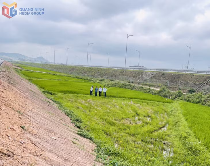 Lãnh đạo xã Bình Dân kiểm tra phần diện tích đất xen kẹp giữa đường cao tốc và đường gom.