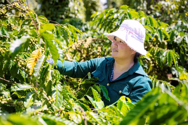 khu vực nông, lâm nghiệp và thủy sản giữ vững vai trò bệ đỡ của nền kinh tế, tăng trưởng 3,74% và đóng góp 6,09% vào mức tăng tổng giá trị tăng thêm. (Ảnh: Vietnam+)