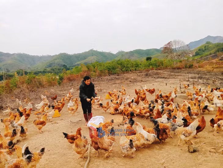 Huyện Tiên Yên có hơn 400 cơ sở nuôi gà Tiên Yên quy mô tập trung trên 500 con/lứa, tăng 115 cơ sở so với năm 2020.
