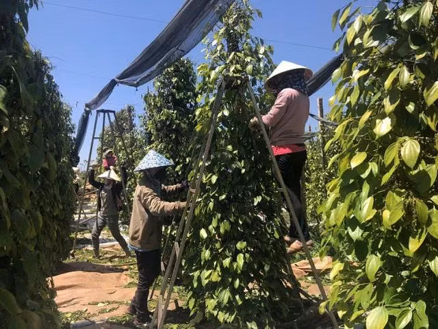 Giá hồ tiêu xuất khẩu của Việt Nam tiếp tục tăng - Ảnh 1.