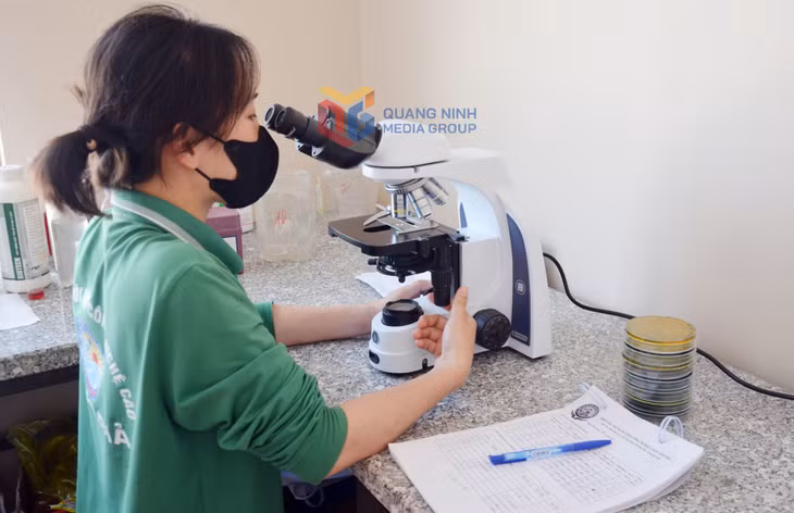 Kỹ sư Huỳnh Kim kiểm tra lượng tảo và nấm để phát hiện dịch bệnh tại HTX nuôi tôm công nghệ cao Cẩm Phả.