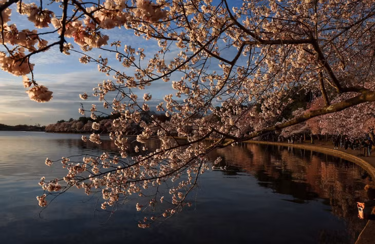 Những bông hoa anh đào nở rộ khi mặt trời mọc ở Tidal Basin, Washington, ngày 27/3. Ảnh: Leah Millis/Reuters.