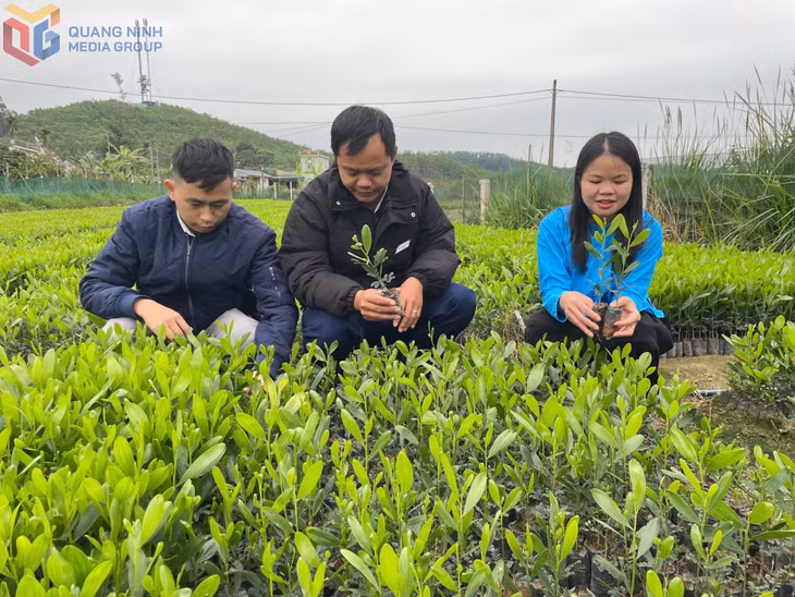 Cán bộ HND huyện Đầm Hà và HND xã Quảng An trao đổi với chị Trần Thị Hạnh về phát triển mô hình vườn ươm lâm nghiệp.