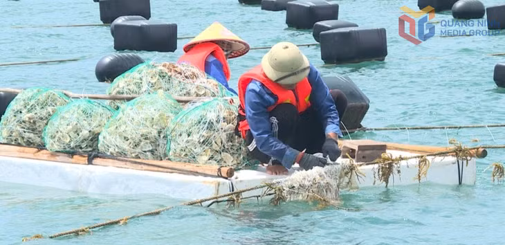 Công nhân Công ty CP Tập đoàn STP tiến hành xuống giống rong và hàu tại vùng biển thuộc Đặc khu Vân Đồn. Ảnh: Hải Hà