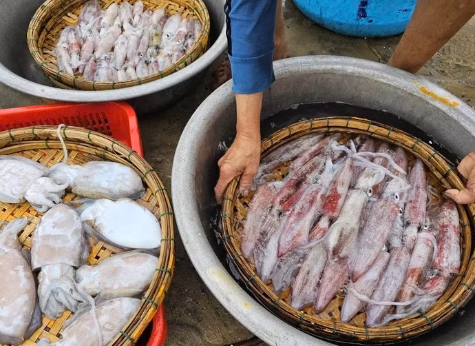 Mực được đánh bắt tại vùng biển của Việt Nam - Ảnh: N.TRÍ