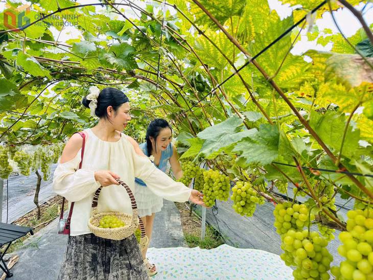 Vườn nho của chị Trần Thị Vân, thôn Pặc Pùng, xã Bình Liêu thu hút du khách.