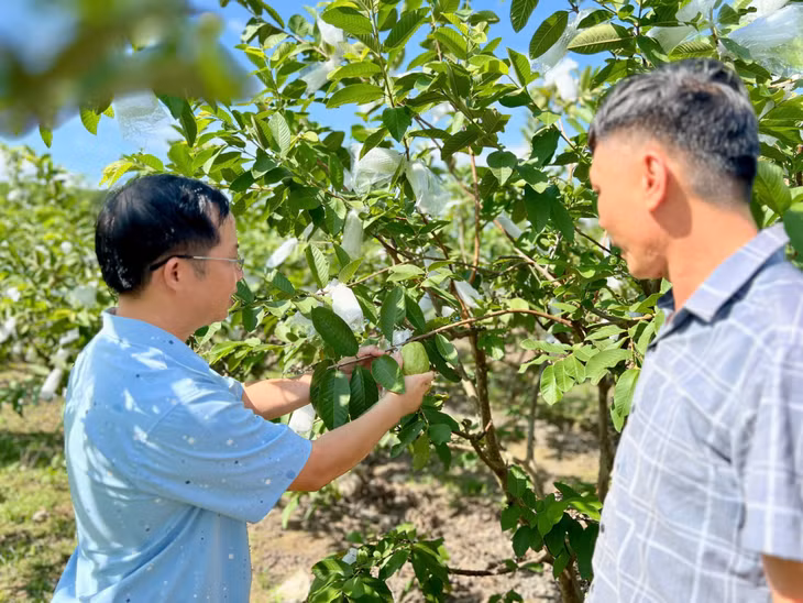 Ổi cũng là một trong những giống cây trồng chủ lực của xã Quảng La.