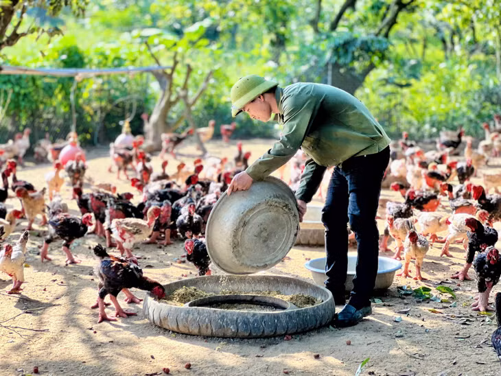 Mô hình nuôi gà đồi sạch của anh Lý Văn Tiếp.