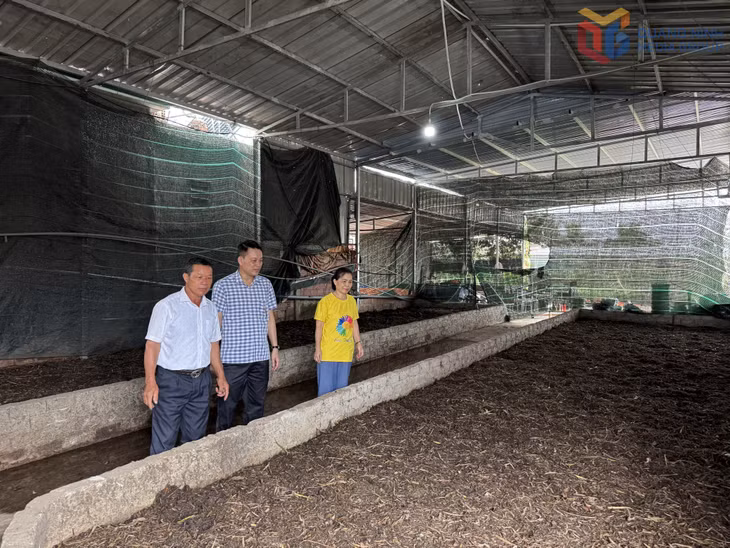 Chủ tịch Ủy ban MTTQ phường Phong Cốc Dương Văn Thanh (giữa) thăm mô hình nuôi giun quế của hộ dân khu Cẩm Lũy.