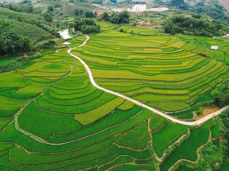 Những thửa ruộng bậc thang ở bản Suối Lìn, xã Vân Hồ cách trung tâm Mộc Châu khoảng 21km. Một vài năm gần đây trở thành nơi hấp dẫn các bạn trẻ du lịch Mộc Châu tới ngắm mùa lúa nhờ đường đi thuận tiện cho cả xe máy, ôtô.
