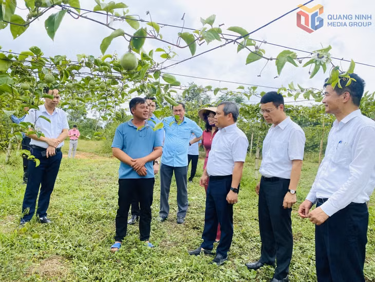 Đồng chí Vũ Đại Thắng, Ủy viên Trung ương Đảng, Bí thư Tỉnh ủy, Trưởng Đoàn ĐBQH tỉnh cùng đoàn công tác của tỉnh kiểm tra mô hình trồng chanh leo rộng 2ha tại hộ gia đình anh Đinh Văn Định tại xã Đầm Hà.
