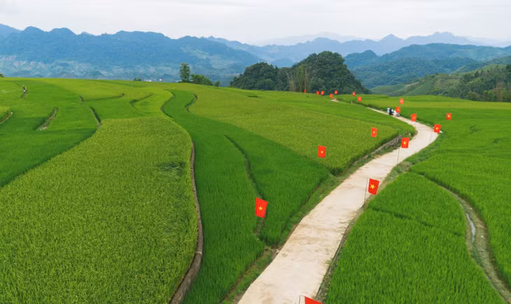 Sắc xanh của đồng lúa đang “thì con gái” được điểm tô thêm sắc cờ đỏ sao vàng rực rỡ.