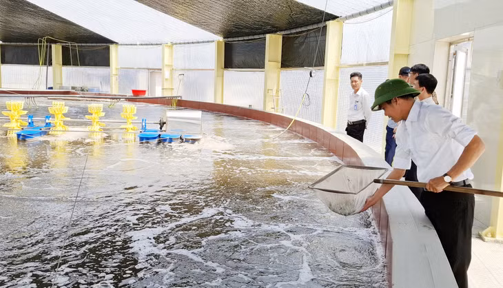 Mô hình nuôi tôm thẻ chân trắng tại HTX nuôi tôm công nghệ cao Cẩm Phả (xã Hải Hòa) (9-2025). Ảnh: Nguyễn Hoa