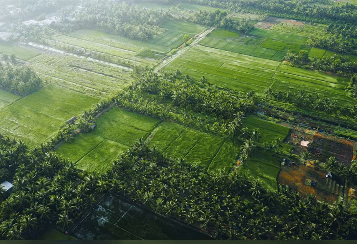Càng Long cùng với Vũng Liêm là hai xứ sở của cỏ lác, nằm bên dòng sông Cổ Chiên. Diện tích trồng cỏ lác ở đây rộng tới hàng ngàn hecta, nhìn từ xa các cánh đồng cỏ lác xanh rì ngả theo gió trông như một tấm thảm khổng lồ.