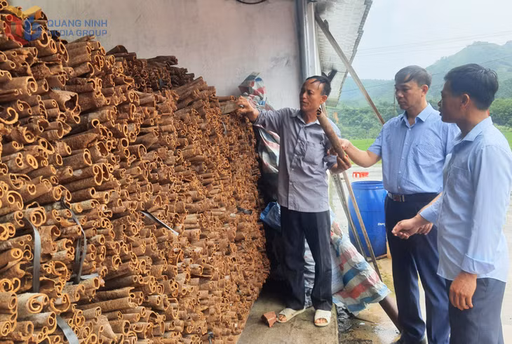 Cán bộ xã Quảng Tân khuyến khích, động viên bà con phát triển sản phẩm quế hữu cơ.