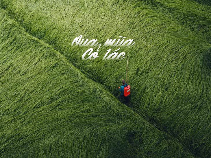 Trong một chuyến đi về miền Tây gần đây, nhiếp ảnh gia Nguyễn Khánh Vũ Khoa (TP HCM) dừng chân ở xã Càng Long, Vĩnh Long. Anh rất ấn tượng với không khí gặp hái của người dân cũng như cảnh tượng cánh đồng cỏ lác đến độ thu hoạch đang phủ màu xanh bát ngát.
