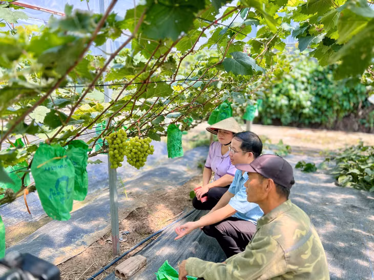 Hội Nông dân xã Quảng La thăm mô hình trồng nho sữa của thanh niên trên địa bàn.