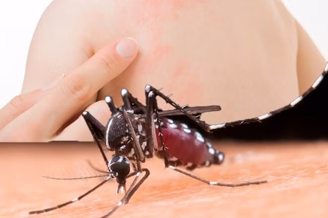 Những biện pháp hiệu quả để tránh muỗi trong thời tiết mưa này. Đồ họa: Thiện Nhân