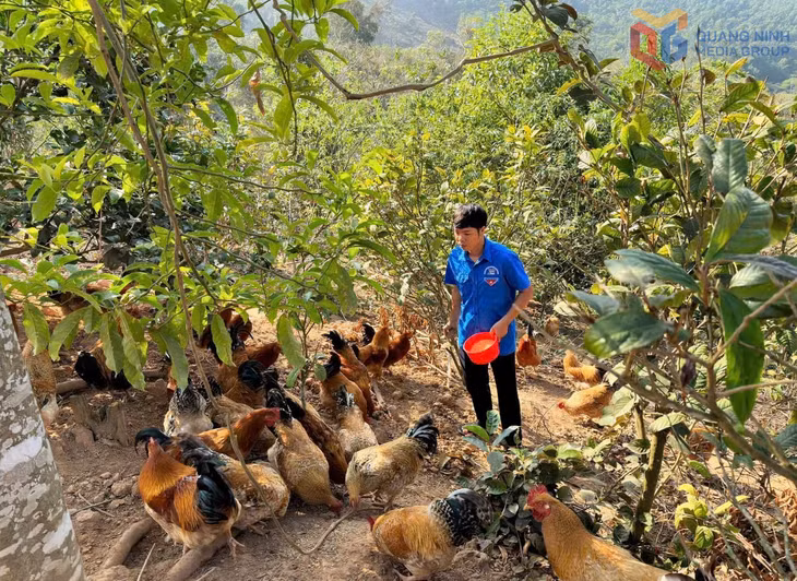 Mô hình nuôi gà dược liệu dưới tán trà hoa vàng của anh Đàm Văn Triệu (xã Ba Chẽ) đem lại hiệu quả kinh tế cao.