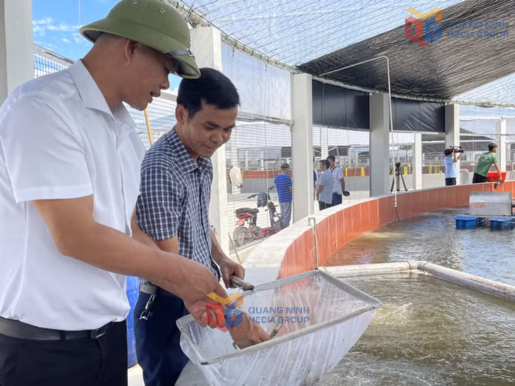 HTX nuôi tôm công nghệ cao Cẩm Phả hiện đang áp dụng các công nghệ mới vào sản xuất, giúp giảm thiểu nguy cơ rủi ro về dịch bệnh. Ảnh: Minh Yến