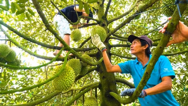 Sầu riêng tươi cần đáp ứng quy chuẩn trong nước trước khi xuất khẩu. Ảnh: Phong Linh