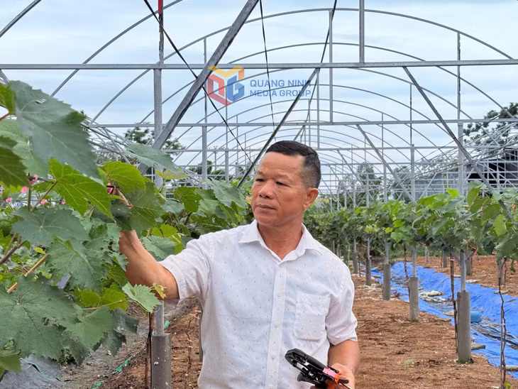 Hộ nông dân sản xuất kinh doanh giỏi Đồng Quang Cường (khu Cẩm Lũy, phường Phong Cốc).