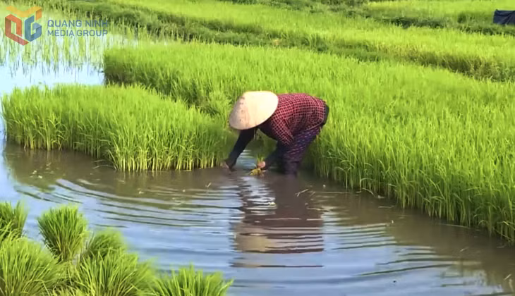 Trồng lúa tại xã Hoàng Quế.
